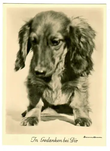 AK Hund, Rauhhaarteckel "In Gedanken bei Dir", 30688