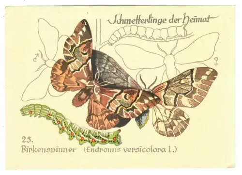 AK Schmetterling Birkenspinner, Schmetterlinge unserer Heimat, 30675
