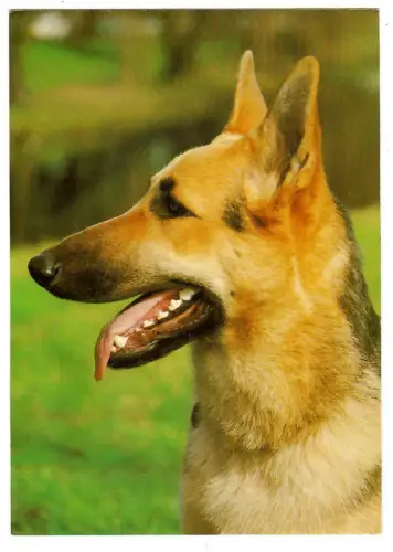 AK Hund, Deutscher Schäferhund Porträt, 30690