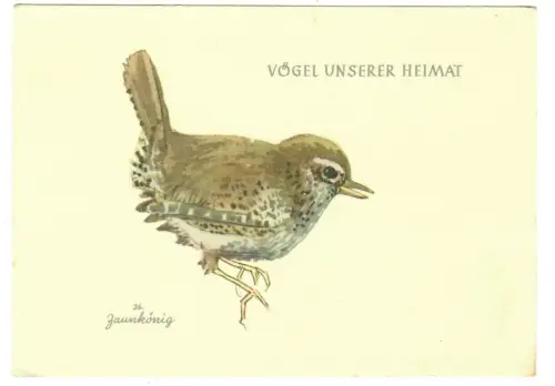 AK Zaunkönig, Vögel unserer Heimat, "Jugendherbergsgroschen", 30672