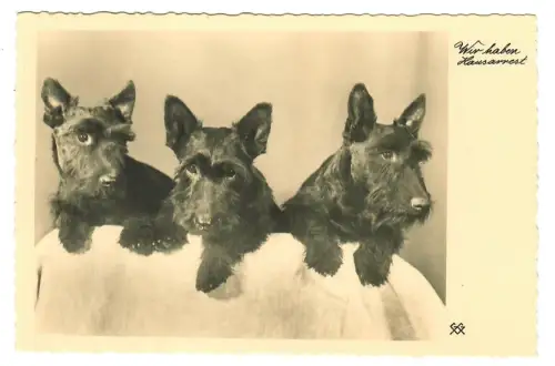 AK Hunde, 3 Schnauzer " Wir haben Hausarrest", 30679