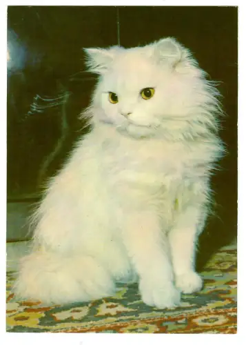 AK Katze, Katzenporträt, weiße Katze, 30669