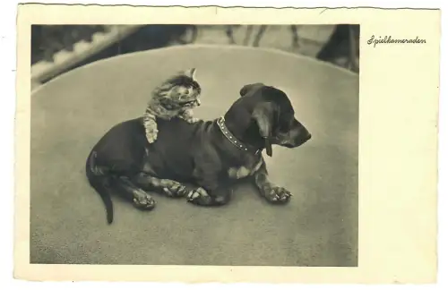 AK Hund und Katze, Dackel und Kätzchen  "Spielkameraden", 30687