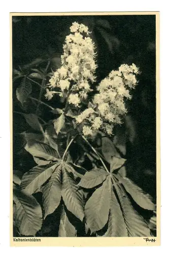 AK Kastanienblüten, Popp Verlag, 11888