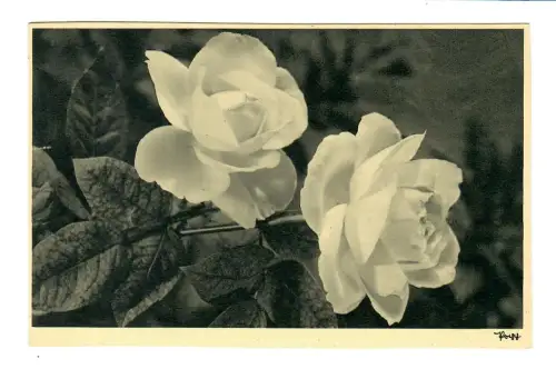 AK Rosen, Popp Verlag, 11893