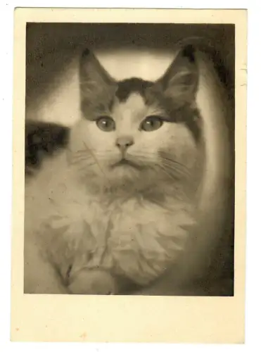 AK Katze, Porträt, 30667