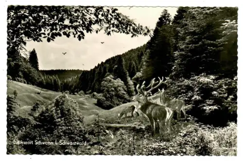 AK Schwann, Waldpartie mit Hirsche, 10658
