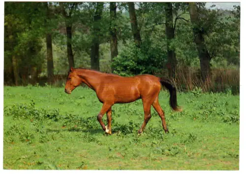 AK Pferd, Brauner auf Weide, 30659