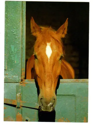 AK Pferd in Pferdebox, Stall, 30656