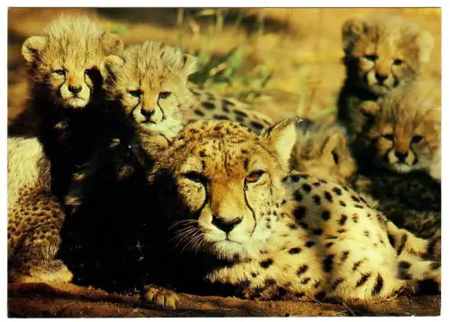 AK Gepard, Mutter mit ihren Kindern, Südafrika, 30678