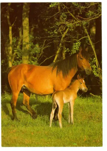 AK Pferd,  New Forest Pony Stute mit Fohlen, 30658