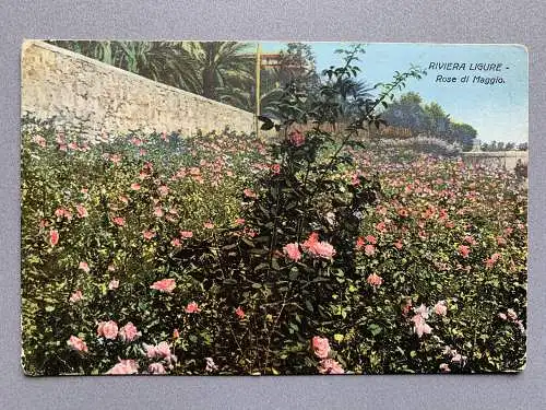 [Hand-Koloriert] Riviera Ligure - Rose di Maggio. 