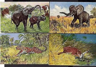 17 Ansichtskarte Tiere Afrika Elefant Kamel Nashorn Leopard Künstler Ad. Hoffmann Lu