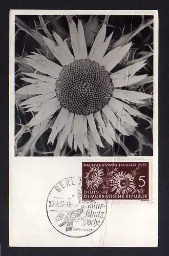 Maximumkarte DDR 1957 561 Naturschutz Silberdistel