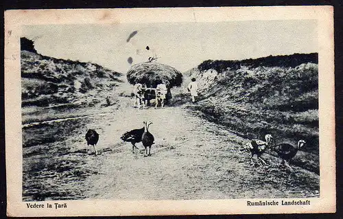 Ansichtskarte Rumänien um 1915 Rumäniche Landschaft Truthahn Bauer Ochsenwagen