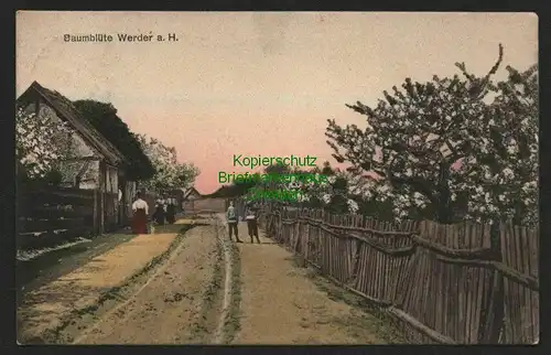 140627 AK Baumblüte Werder a. H. 1908 Dorfstraße Bauernhaus Max O`Brien & Co.