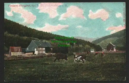 142969 AK Försterei Königshof Harz bei St. Andreasberg um 1910