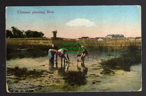 122766 AK Chinese planting rice Chinesen beim Reis pflanzen um 1915