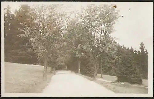 22827 AK Bad Reiboldsgrün 1917 Strasse Allee Baum Bäume, gelaufen