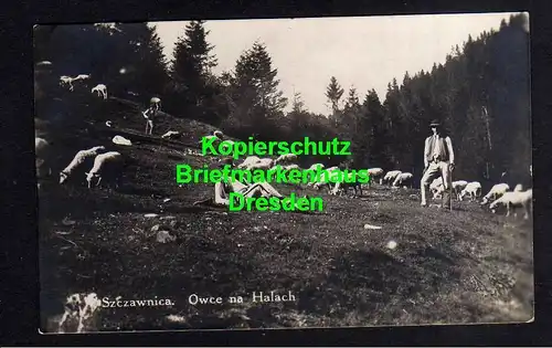119188 AK Szczawnica 1921 Schäfer Schafe Fotokarte Owce na halach