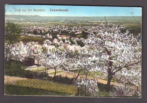 27363 AK Cossebaude Baumblüte Baumblut 1913