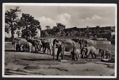 64917 AK Hamburg Stellingen Carl Hagenbecks's Tierpark