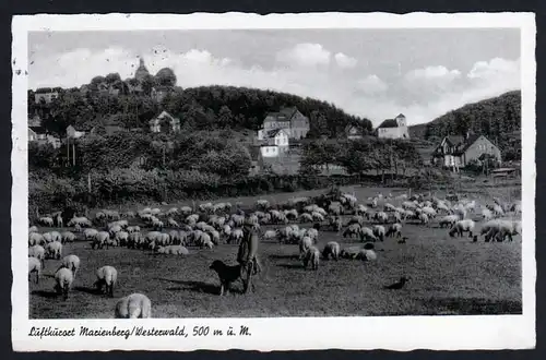 38138 AK Bad Marienburg Westerwald Schäfer Hirte Schafe 1953