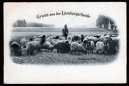 38045 AK Lüneburgerhaide Lüneburger Heide um 1900 Haidschnucken Schäfer