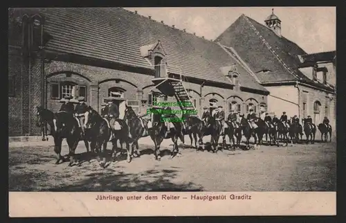 155041 AK Graditz bei Torgau um 1910 Jährlinge unter dem Reiter Hauptgestüt