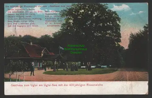 154442 AK Uglei See Ukleisee bei Eutin Holsteinsche Schweiz 1913 Rieseneiche
