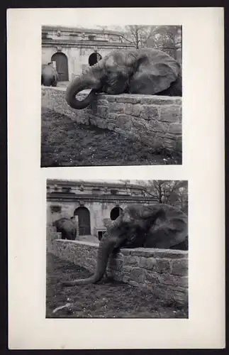 39156 AK England Großbritannien Zoo Tierpark afrikanischer Elefant um 1930