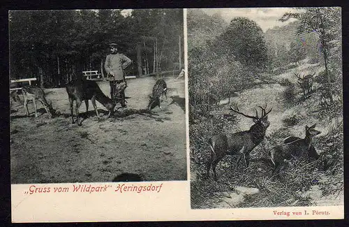 69335 AK Wildpark Heringsdorf Rehe Hirsch 1905