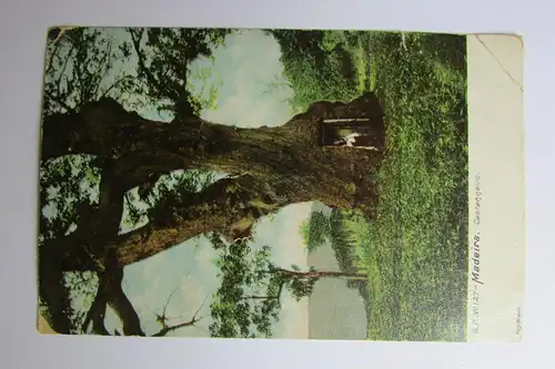 67523 AK Madeira um 1900 Castanheiro Haus im Baum
