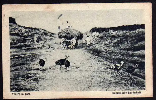 63552 AK Rumänien um 1915 Rumäniche Landschaft Truthahn Bauer Ochsenwagen
