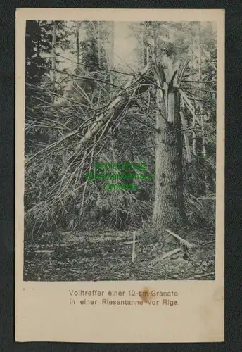 137861 AK Volltreffer einer 12 cm Granate in Riesentanne vor Riga Feldpost 1916
