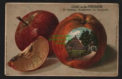 139903 AK Litho Gruss aus dem Altenlande Neukloster bei Buxtehude 1906 Apfel