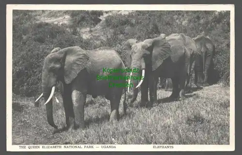 141971 AK The Queen Eliszabeth National Park Uganda Elephants 1956