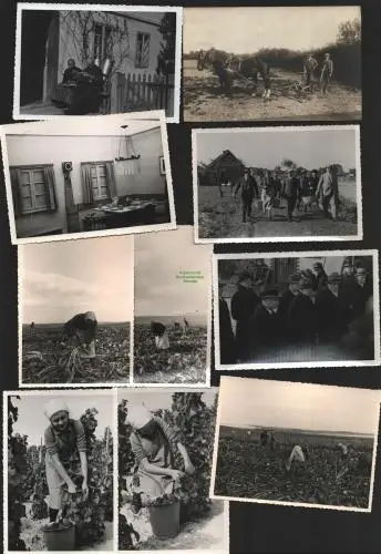 136919 30x Foto bäuerliches Leben Schlesien 1935 Rübenernte Feldarbeit Weinlese