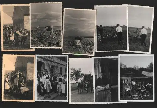 136919 30x Foto bäuerliches Leben Schlesien 1935 Rübenernte Feldarbeit Weinlese