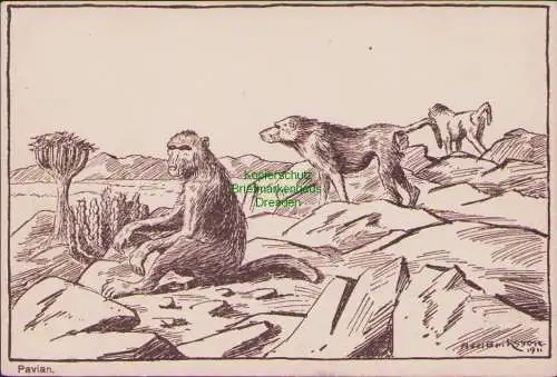158313 AK Südwestafrika Künstlerkarte Erikson 1911 Paviane Köcherbaum 1931