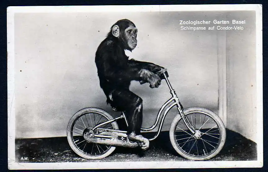 44097 AK Fotokarte Zoologischer Garten Basel Schimpanse auf Condor Velo Fahrrad