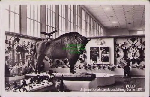 158863 AK Berlin 1937 Internationale Jagdausstellung Polen Bison