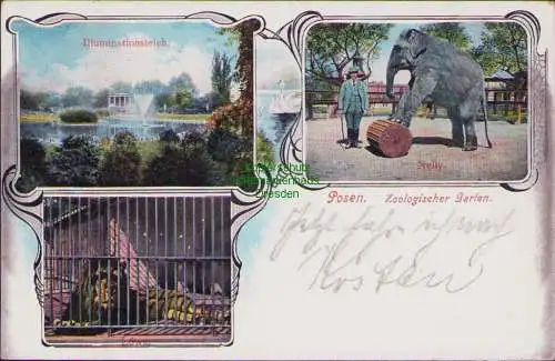 158642 AK Posen Zoologischer Garten 1906 Löwe Indischer Elefant Nelly mit Wärter