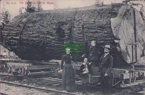 153964 AK USA Olympia Washington riesiger Baumstamm Mammutbaum Sequoia 1909