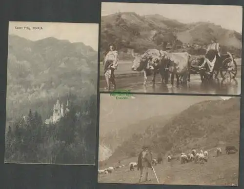 137302 3 AK Castel Peles Sinaia Rumänien 1912 Schäfer  Ochsenwagen