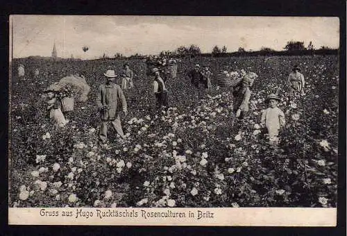 81913 Ansichtskarte Berlin Britz Hugo Rucktäschels Rosenkulturen Rosenfeld um 1910