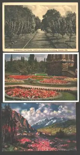 142273 3 Ansichtskarte Dresden Gartenbauausstellung 1907 Kaukasus Rhododendron Hauber