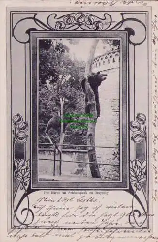 160281 AK Die Bären im Schlosspark zu Droyssig 1903