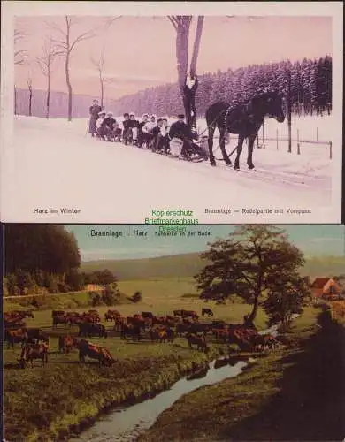 160750 2 AK Harz im Winter Braunlage Rodelpartie mit Vorspann Kuhherde 1909