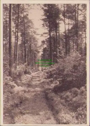 160544 AK Harpstedt Waldweg 1939